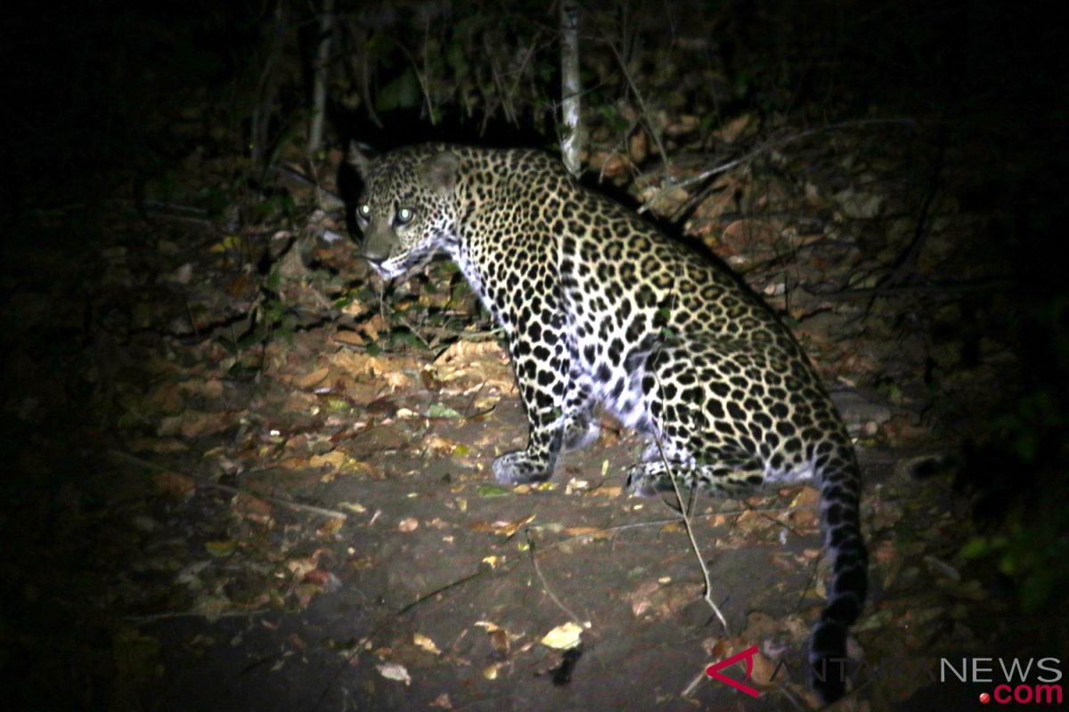 Macan tutul Gunung Lawu mati di TSTJ