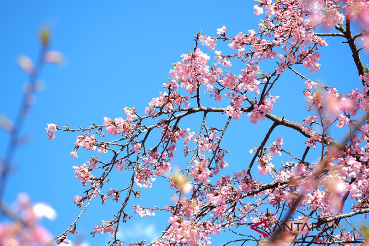 NTT kembangkan wisata Bunga Sakura