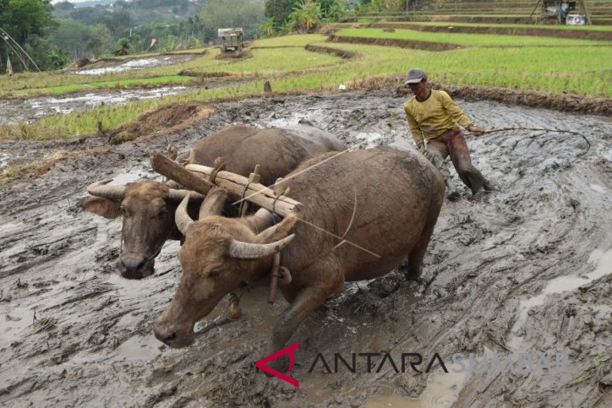 BAJAK SAWAH DENGAN KERBAU