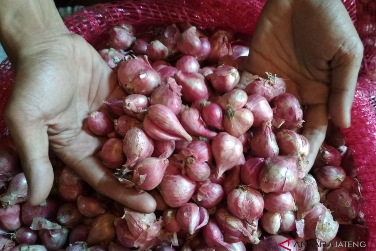 Harga anjlok, penjualan bawang merah lesu