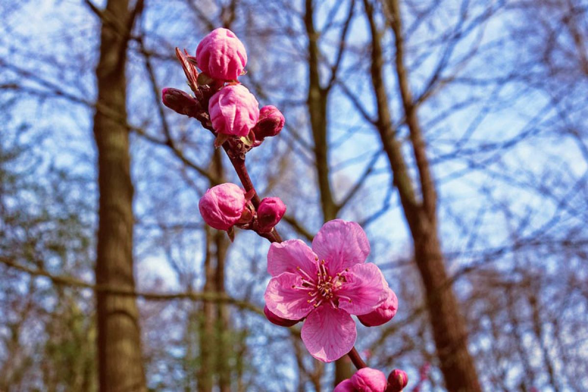 Gubernur Tokyo meminta warga nikmati keindahan sakura tahun depan saja