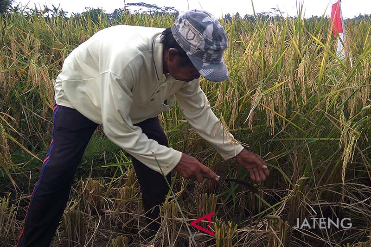 Temanggung kembangkan padi gogo