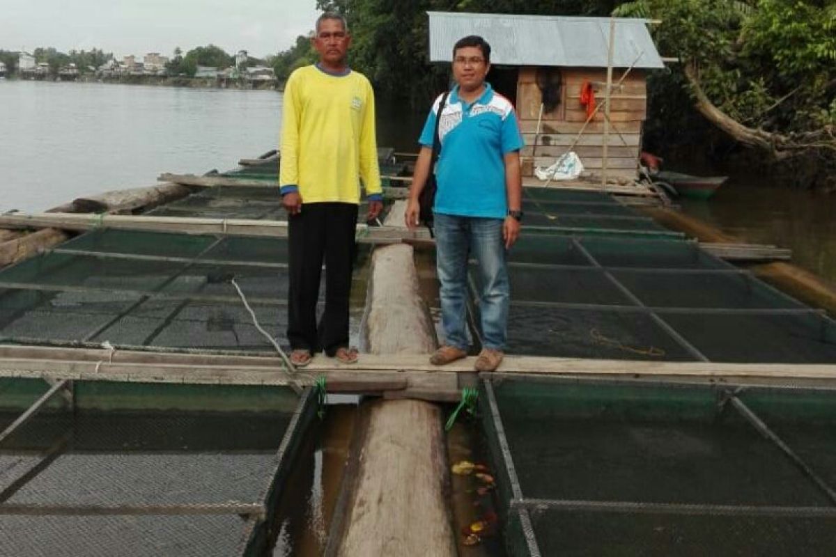 Pengembangan perikanan Lamandau terkendala mahalnya pakan