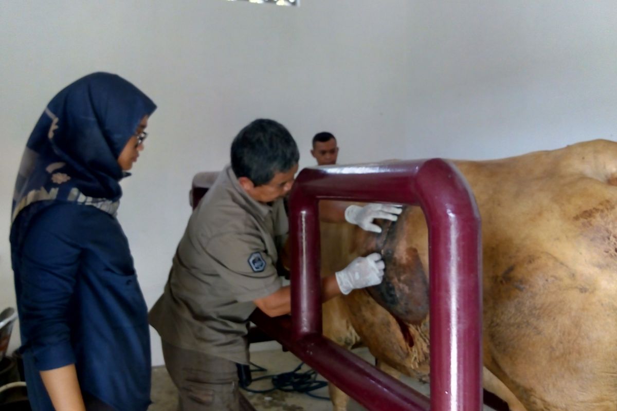 Roro Mendut, pedet Belgian Blue pertama Polbangtan YoMa