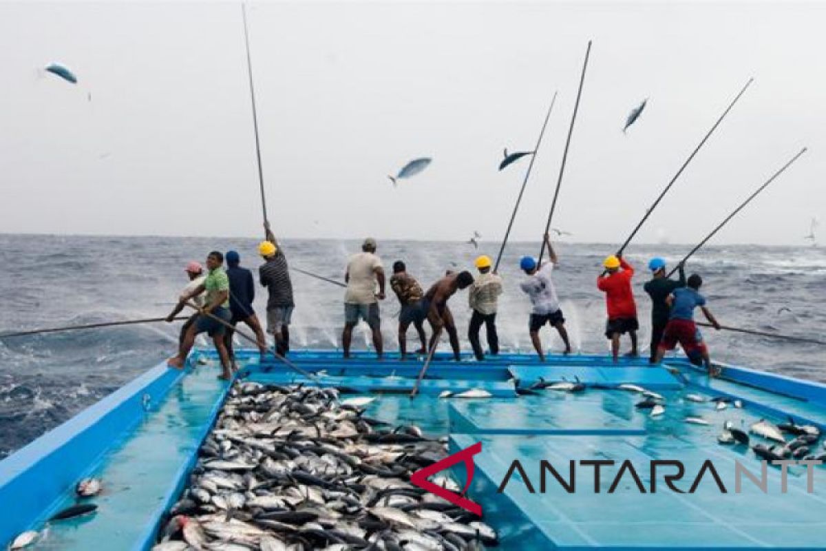 HNSI: Nelayan NTT lagi panen ikan