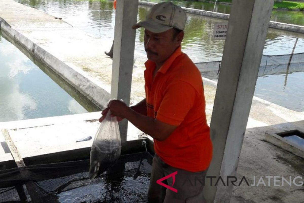 Permintaan meningkat, harga benih ikan di Temanggung naik