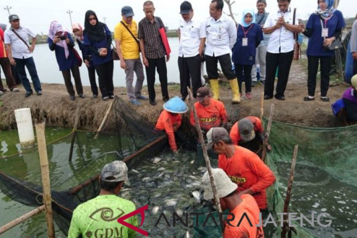 Pati pacu budi daya ikan nila salin