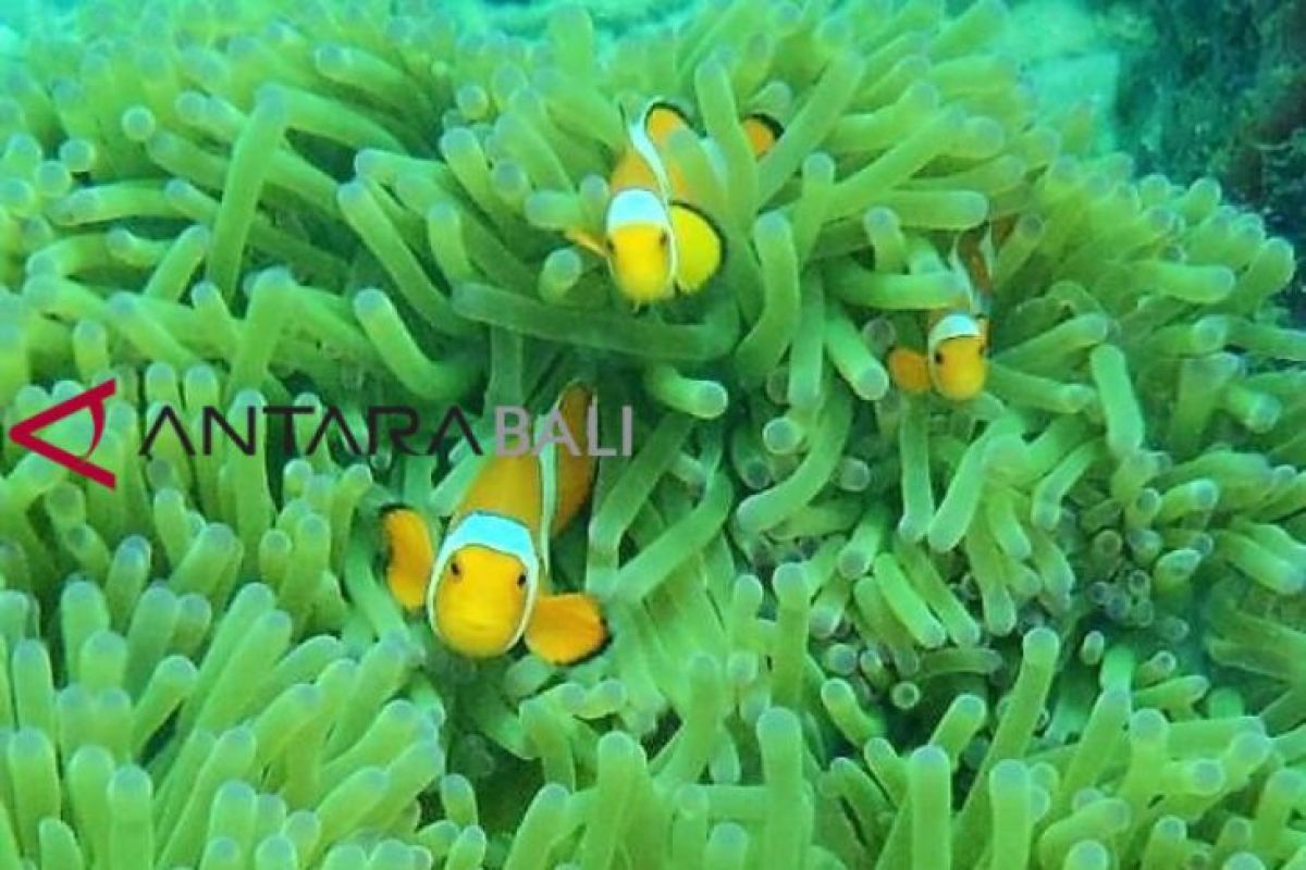 Mencari nemo di Gili Rengit