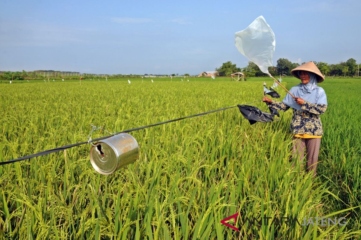 Aman, stok pangan di Boyolali capai 244.064 ton GKG