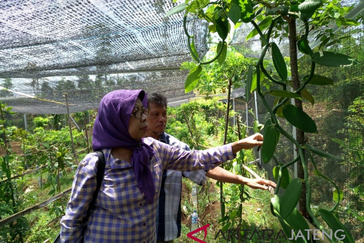 Primadona emas hijau Temanggung mulai menggeliat