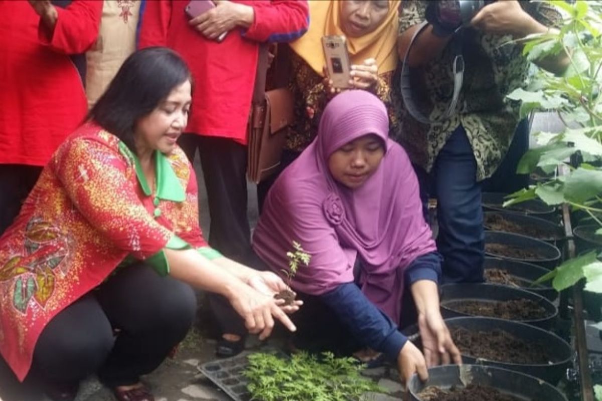 Urban Farming didorong jadi sentra agrobisnis