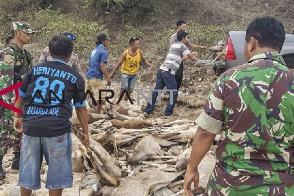 Penutupan Pulau Komodo dimungkinkan atas dasar pertimbangan ilmiah