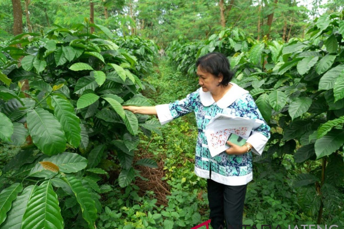 Temanggung kembangkan kebun entres kopi robusta