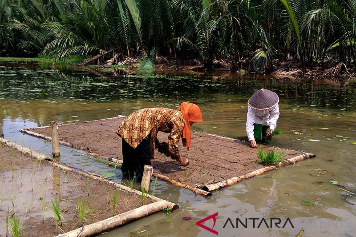 Petani Nusadadi Banyumas bikin sawah apung