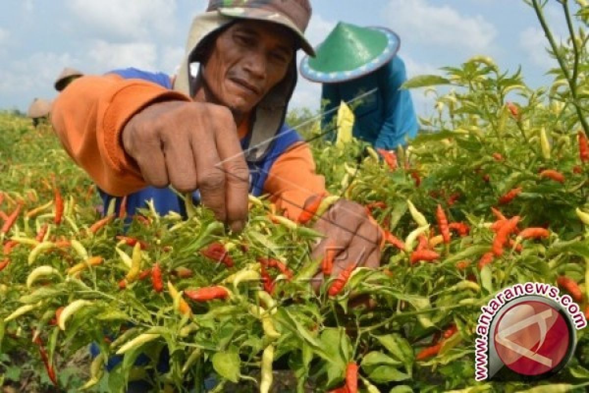 Pengusaha hentikan pengiriman cabai dari Lombok karena biaya kargo mahal