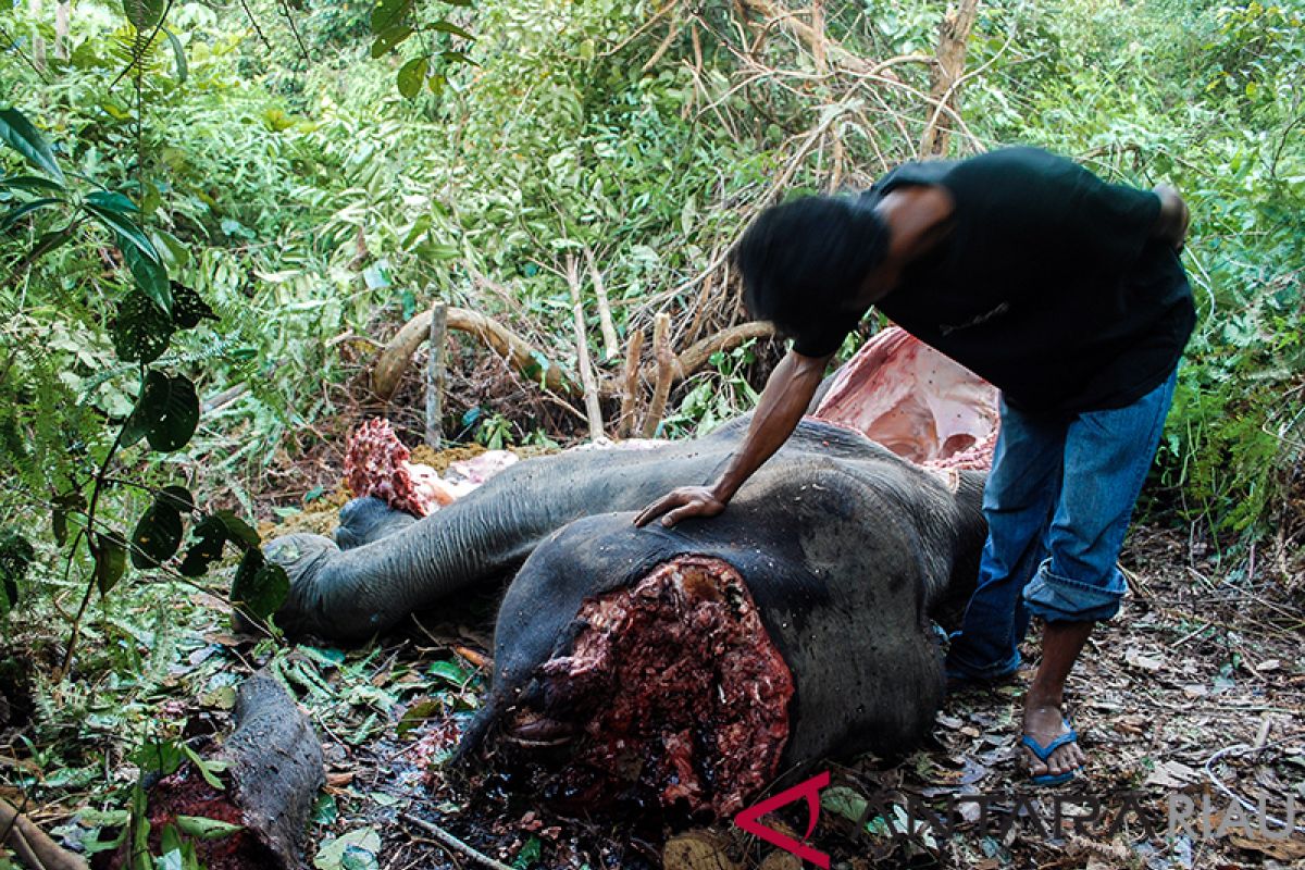 Misteri Pembunuhan Tomi & Rege di PLG Minas, Riau