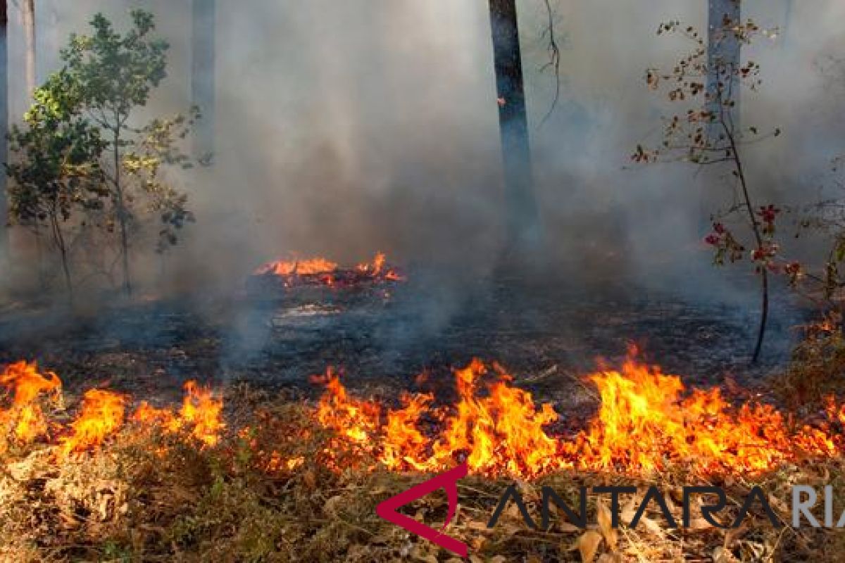 Kebakaran lahan Riau terus meluas capai 108 hektare