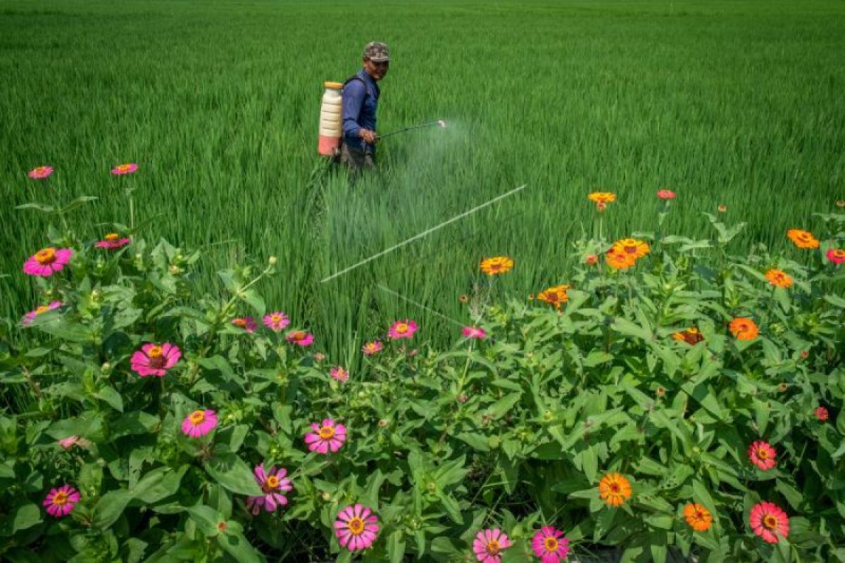 Petani disarankan gunakan pupuk organik saat kuota pupuk subsidi terbatas