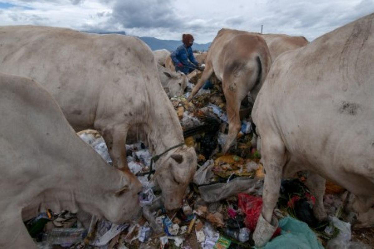 Ternak sapi di TPA sampah