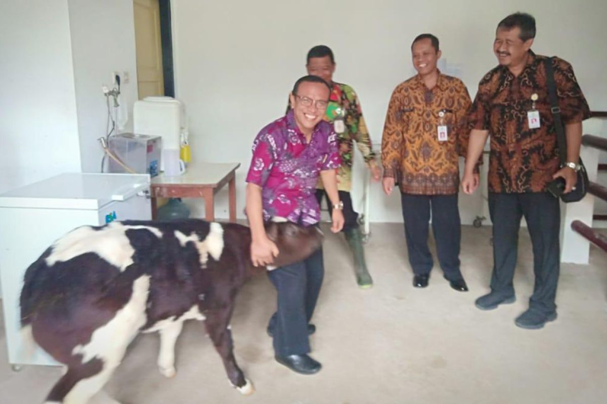 Irjen Kementan bangga Polbangtan kembangkan sapi unggulan