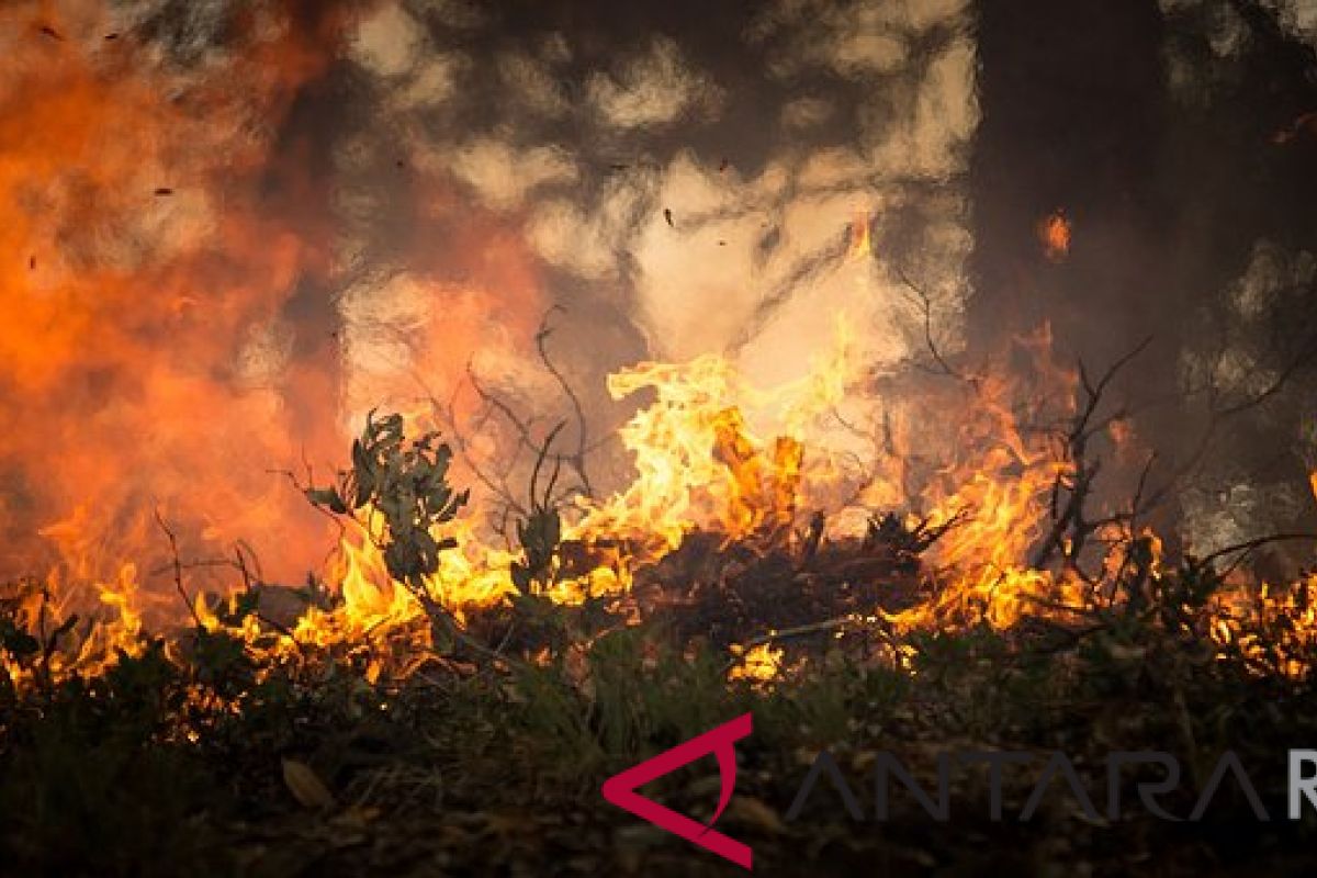 BMKG: Pesisir Riau rawan kebakaran hutan dan lahan