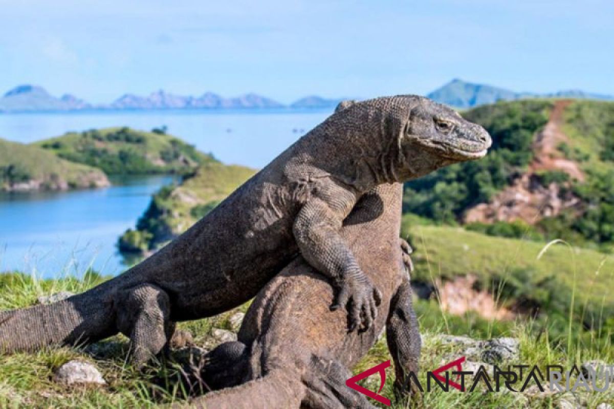 Balai Taman Nasional Komodo raup pendapatan Rp32 miliar selama 2018