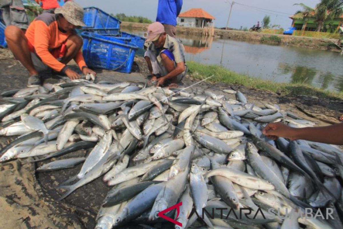 Suhu dingin pengaruhi nafsu makan ikan bandeng tambak