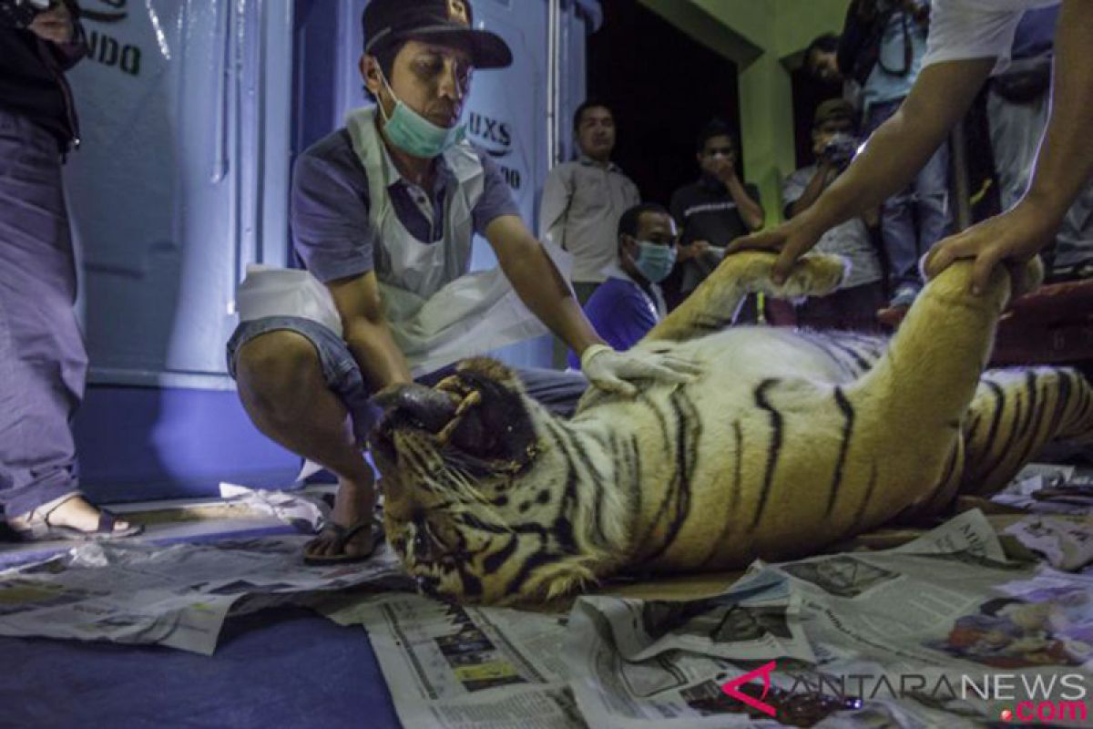 Pembunuh Tiga Harimau di Riau Dituntut 4,5 Tahun Penjara