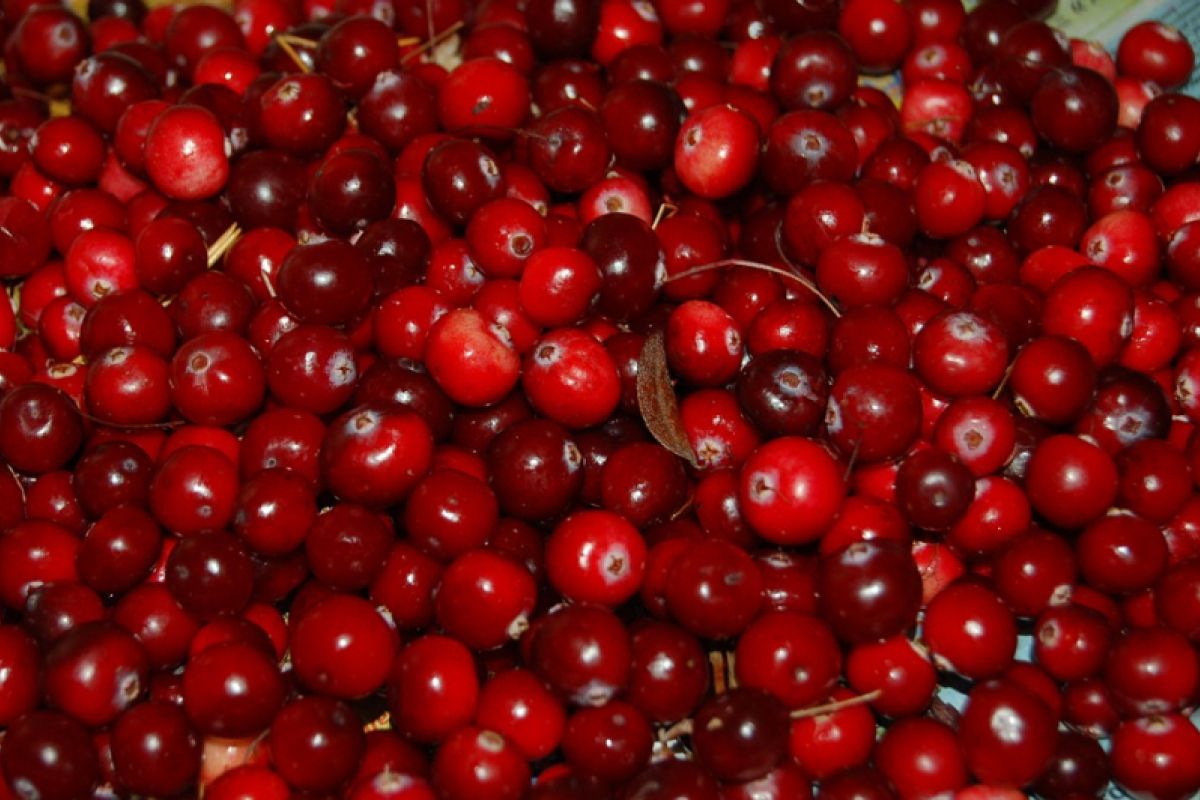 Produk buah cranberry bantu lawan infeksi saluran kemih