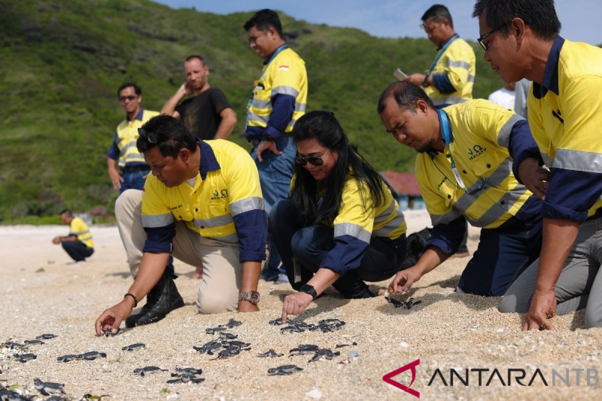 Mencegah penyu dari ancaman kepunahan