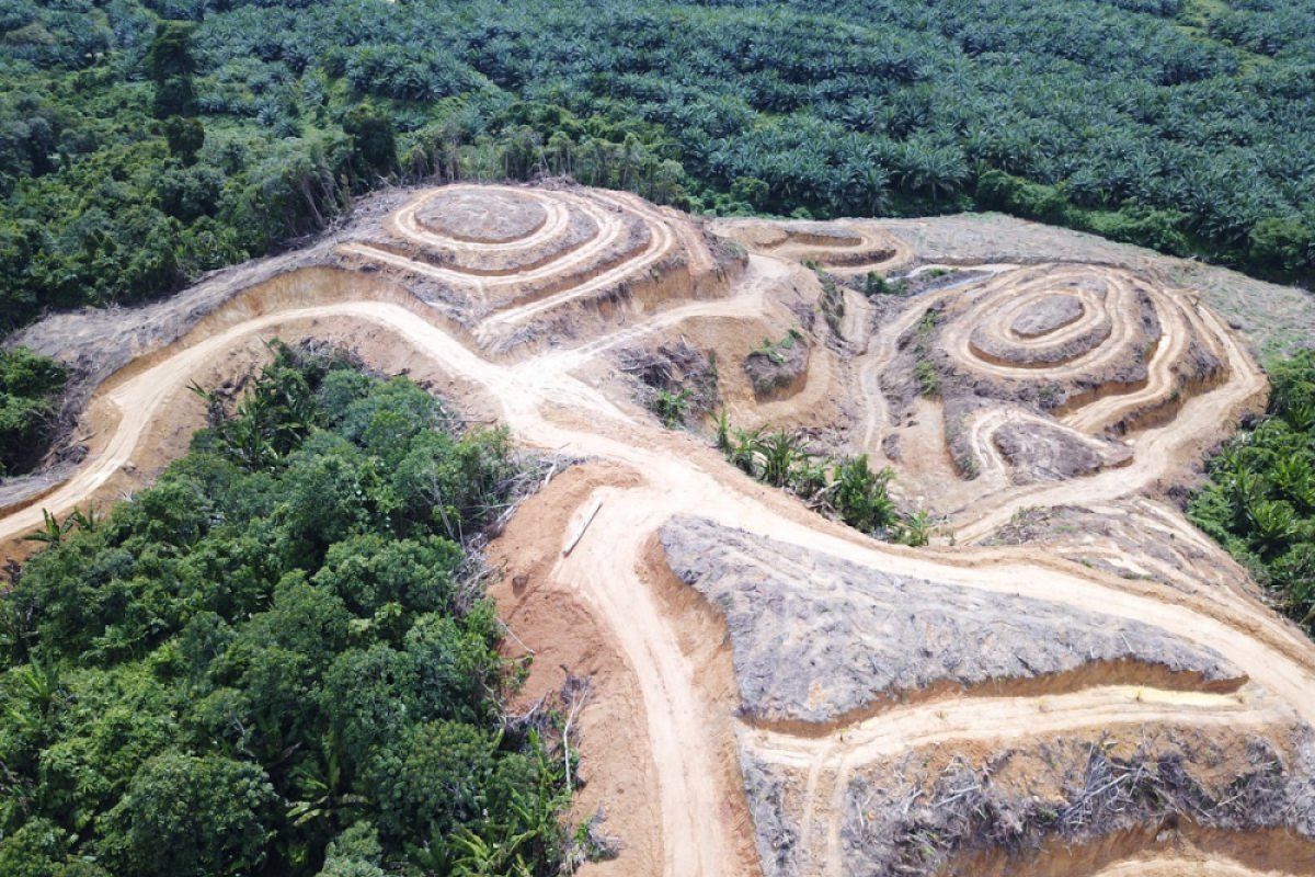 Sawit Watch: kebakaran hutan dan lahan masih terjadi