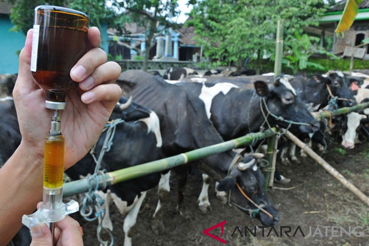 Pemilik sapi di Boyolali peroleh pemeriksaan gratis