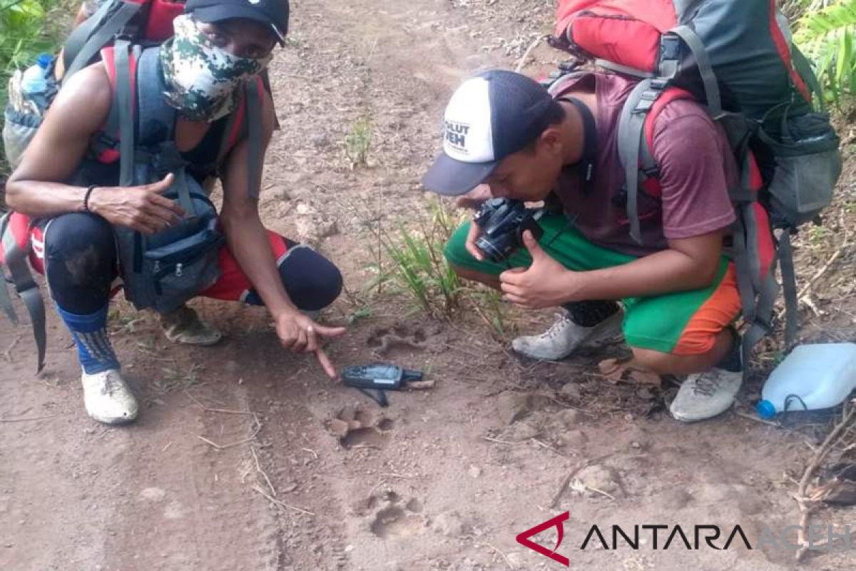 BBKSDA Riau temukan jejak harimau dewasa di Kampar