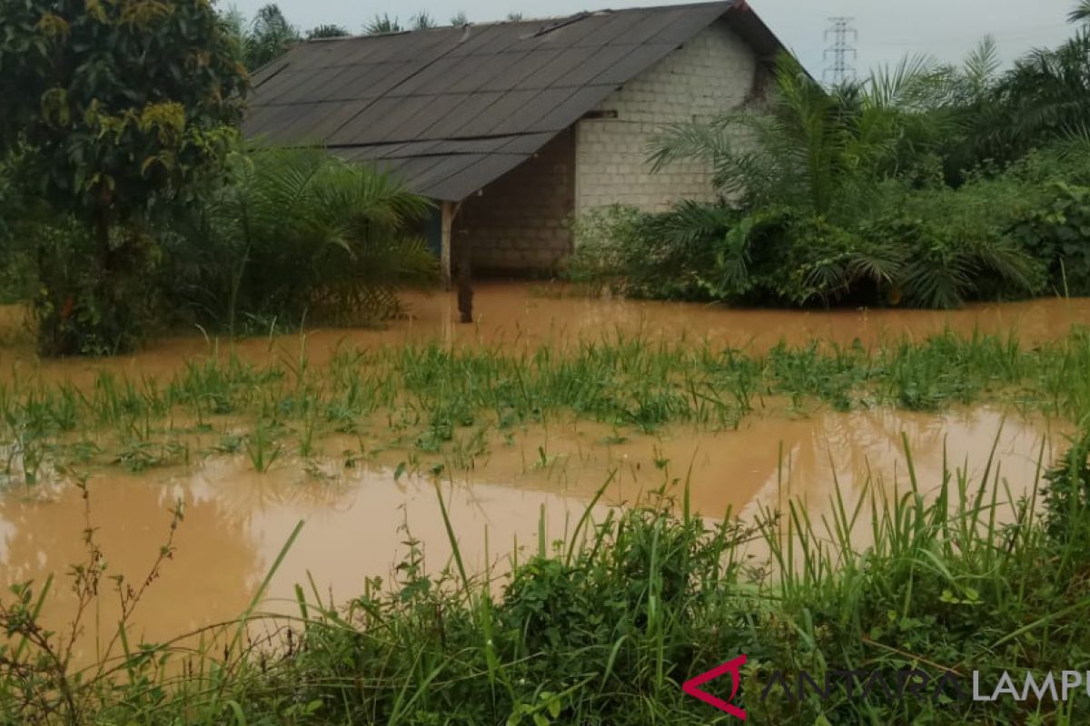 Luapan Air Way Tulangbawang Rendam Rumah Warga