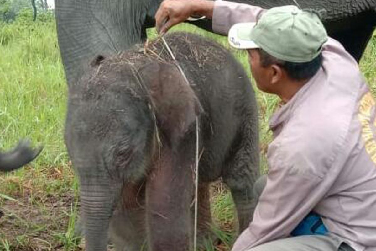 Gajah jinak Meli di Way Kambas melahirkan