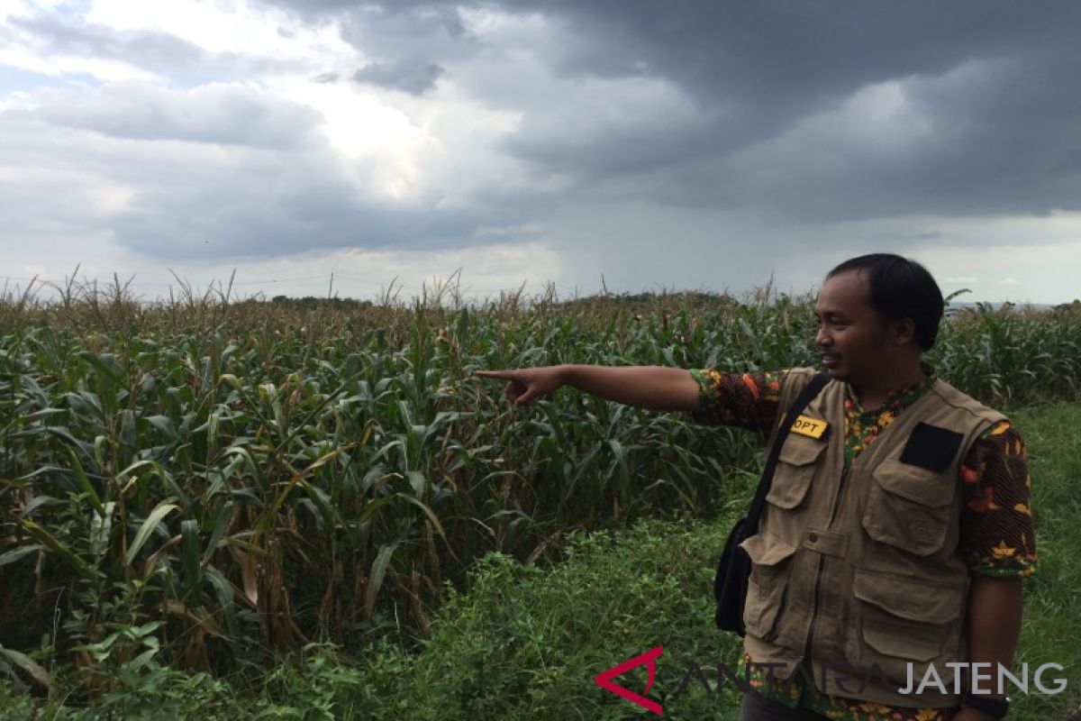 Berpotensi turunkan produktivitas, petani diimbau waspadai penyakit hawar daun bakteri