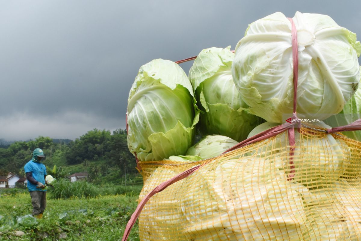 Dampak corona, harga kubis anjlok dan petani merugi