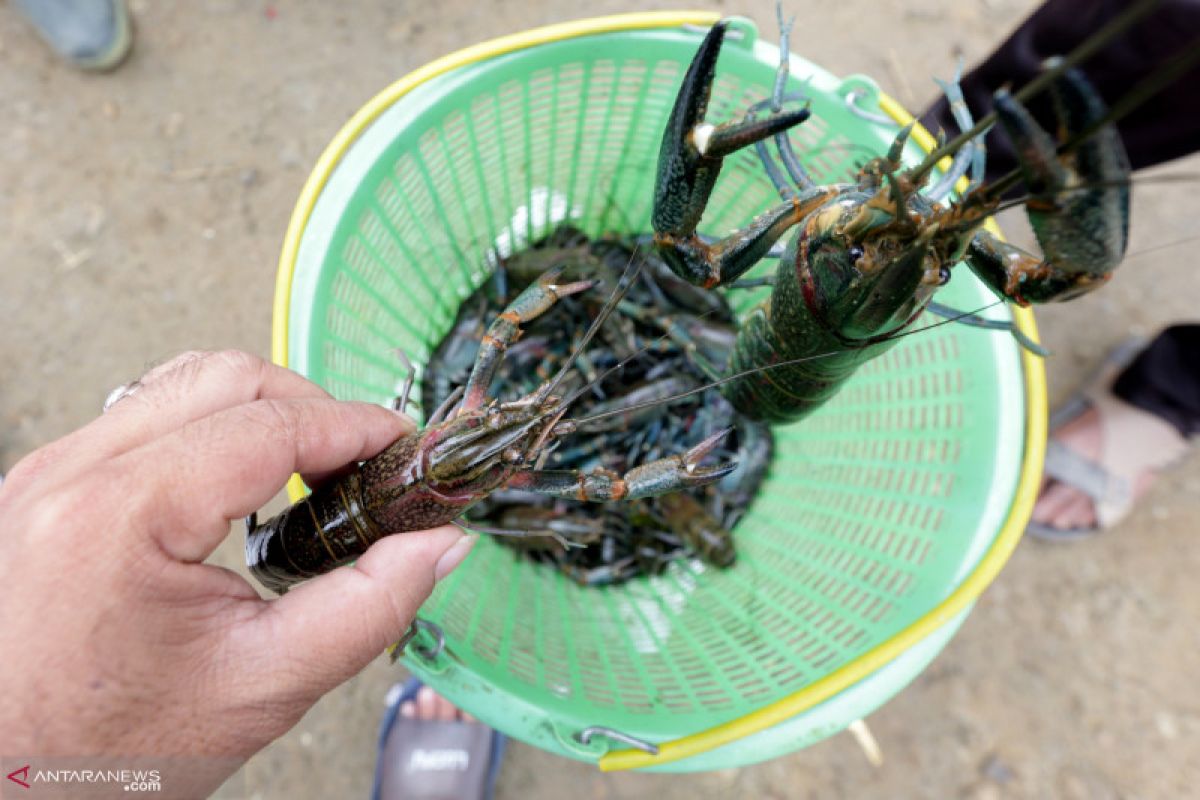 Koarmada I kembali gagalkan penyeludupan baby lobster di Batam