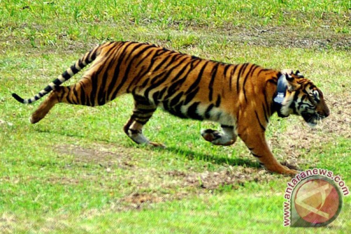 Cegah konflik manusia dan harimau, Ini upaya polisi