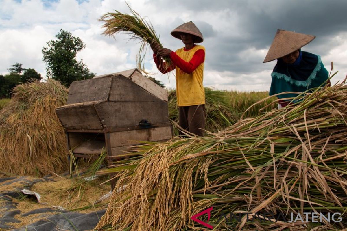 Kenaikan harga jeruk picu inflasi di Jateng