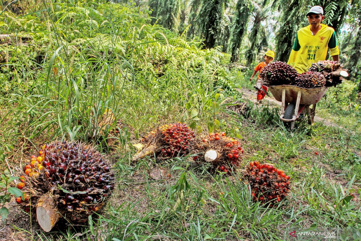 Harga sawit Riau turun Rp14,71/Kg