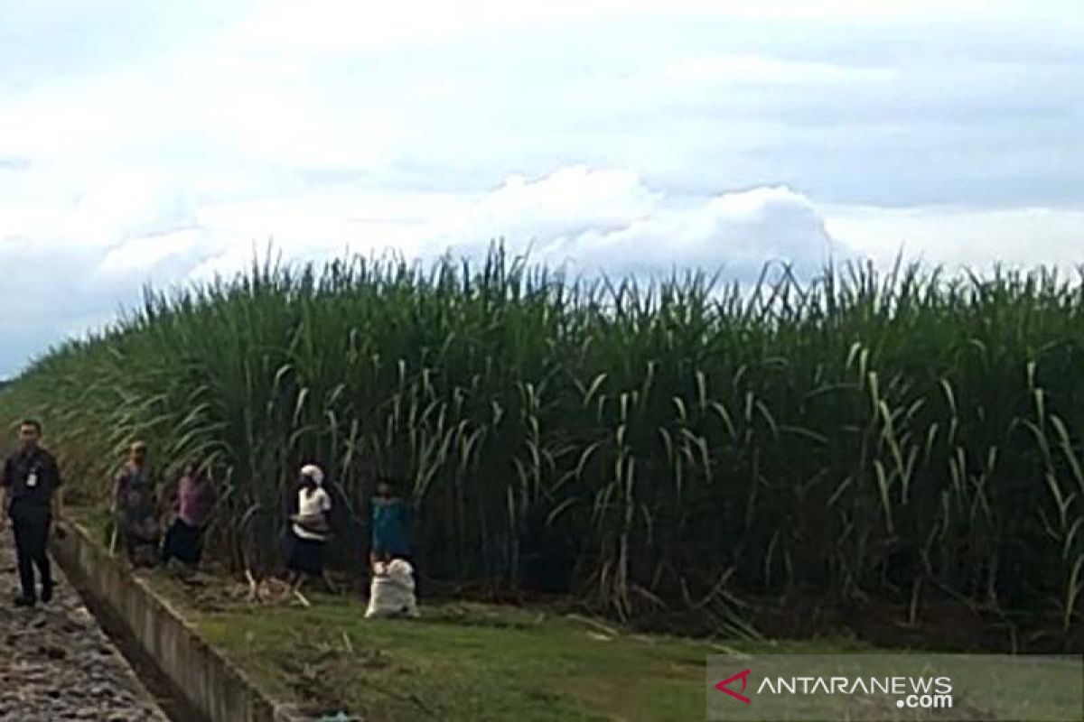 Luasan lahan tebu di Purbalingga menurun