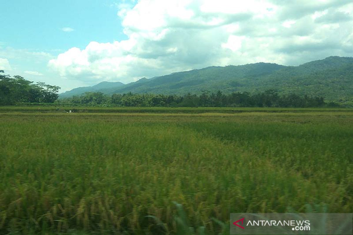 Musim tanam mundur, sawah di Banyumas belum terdampak cuaca ekstrem