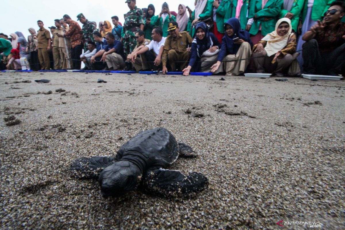 Wisatawan Inggris lepasliarkan tukik bersama warga