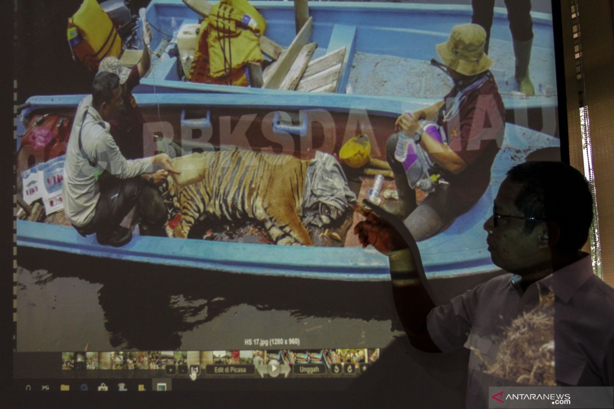 Tersangka penjual kulit harimau Sumatera segera diadili