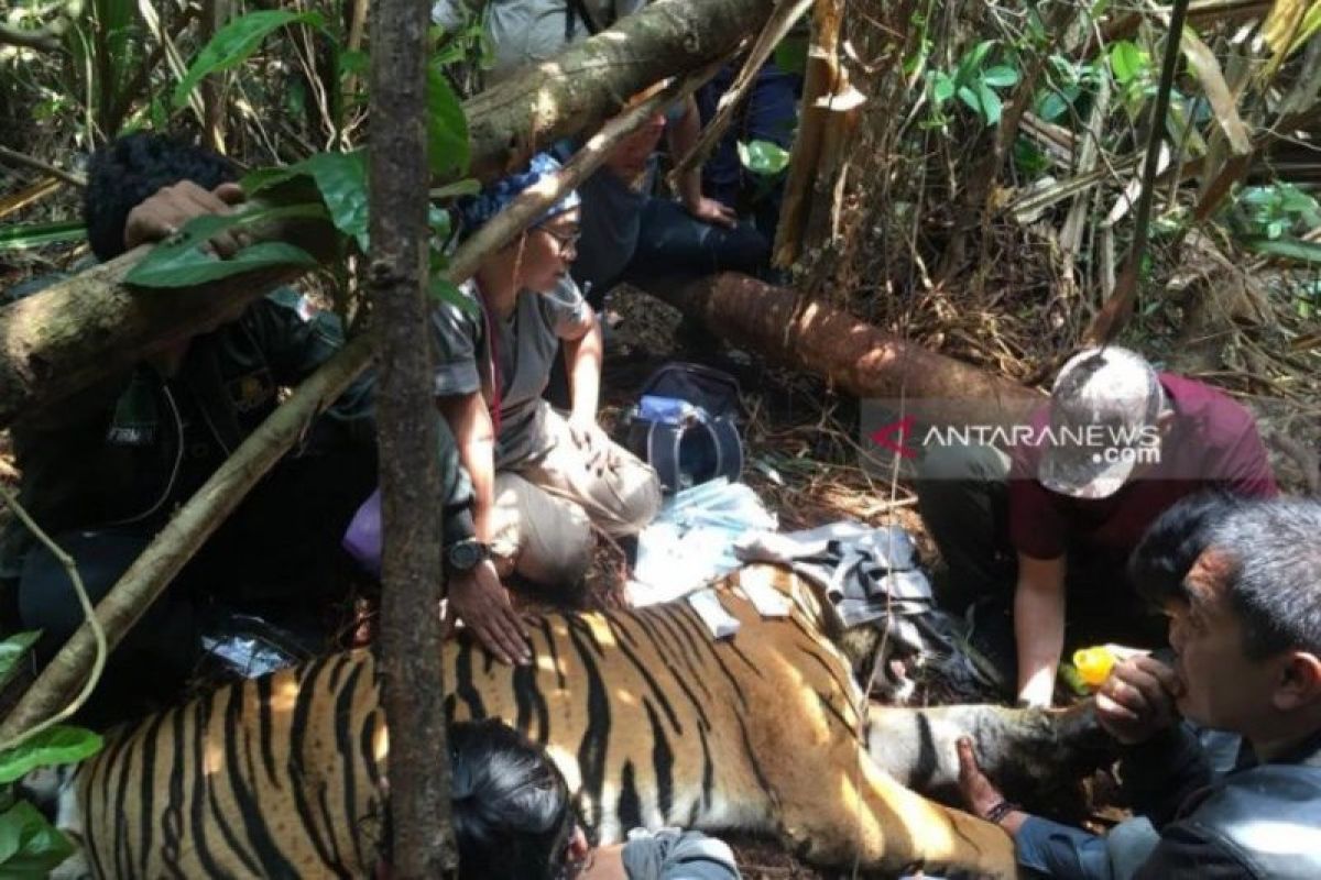 Harimau Sumatera yang terjerat mulai pulih dari trauma dan mau makan