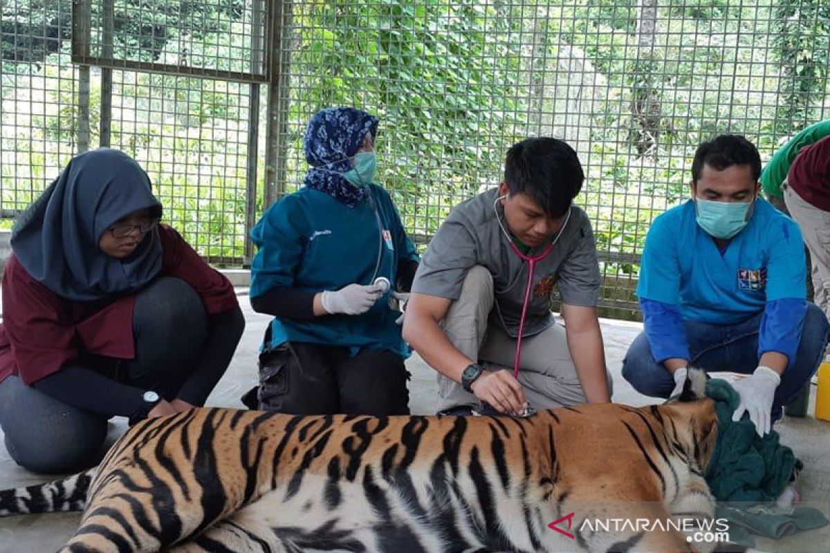 Luka harimau Sumatera yang terjerat kondisinya mulai pulih