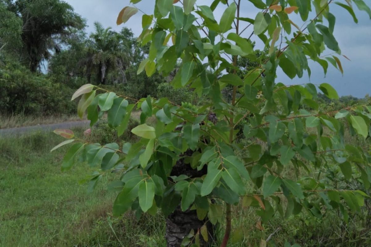 Golkar Kampar tanam ratusan eucalyptus