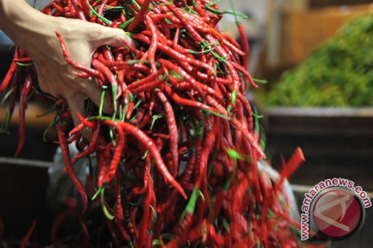 Cabai keriting di Pekanbaru bertengger di harga Rp80.000/kg