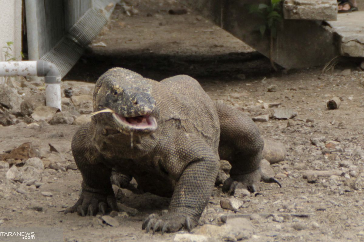 Konflik dengan manusia bisa ancaman  komodo di Flores